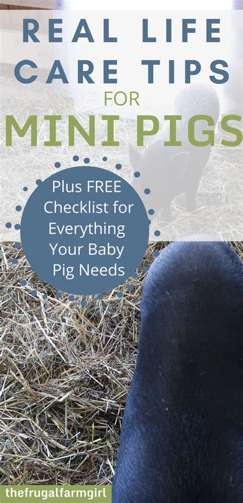 Care tips for a baby mini pig potbelly pigs – Artofit