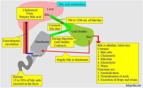 Urine Bile Salts and Bile Acid Metabolism