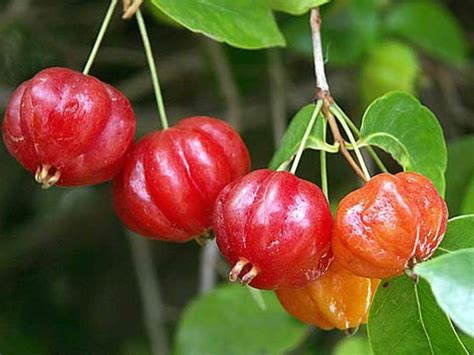 Polynesian Produce Stand : LIVE EXOTIC Surinam Cherry Fruit Tree ...