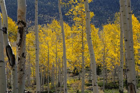 Visiting Pando Aspen Forest Ultimate Guide - UponArriving