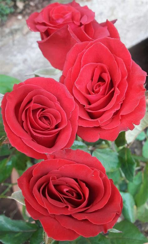 Pin by My Anh on 1. A. File General | Red roses, Beautiful flowers, Rose