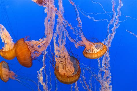 Sea Nettle Jellyfish Sting Pictures - Filipff