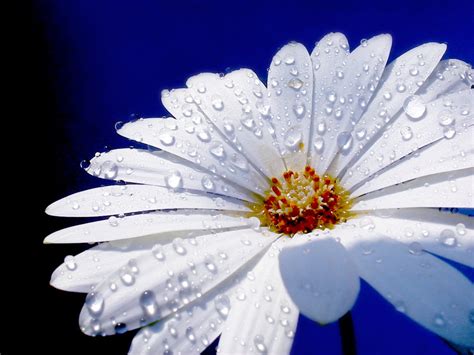 Flower with raindrops Free Photo Download | FreeImages