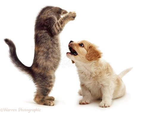 Pets: Kitten and puppy playing photo WP04171