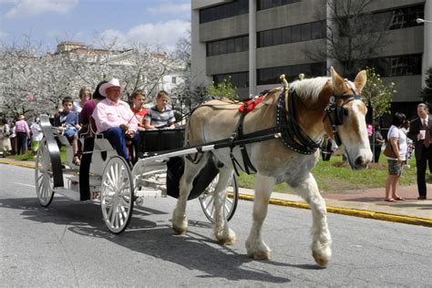 Festival Internacional del Cerezo en Flor en Macon | ISNCA