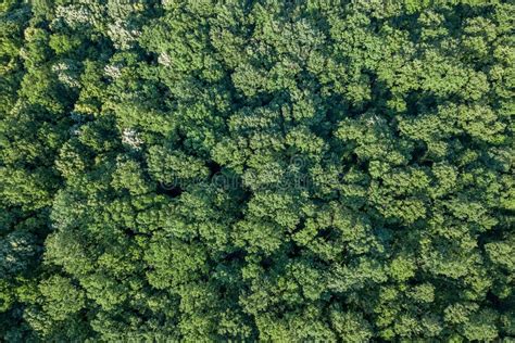 Aerial Top View Forest, Forest View from Above. Stock Image - Image of ...