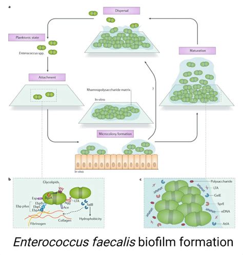 Enterococcus Faecalis Vs Faecium