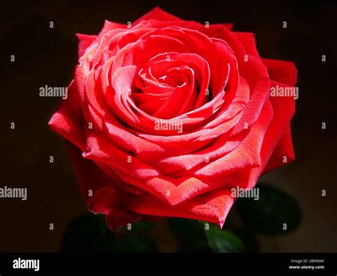 Deep Red Rose Stock Photo - Alamy