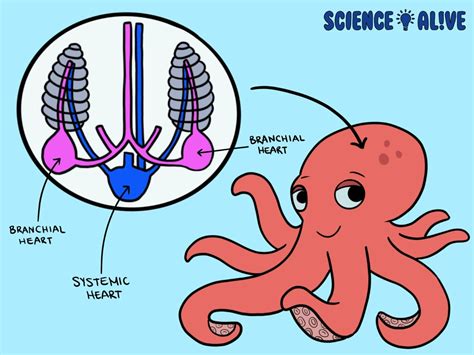 How Many Hearts Does An Octopus Have? - OctoNation - The Largest Octopus Fan Club!