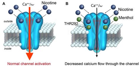 Nicotinic Receptors