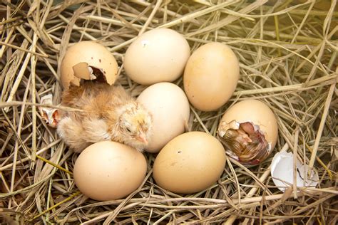 Hatching Chicken Eggs Without An Incubator Tips – Mother Earth News