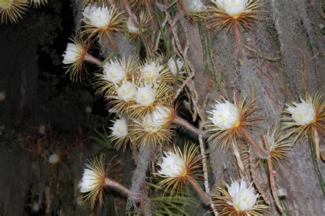 Magical 'Queen of the Night' Flowers Are Blooming All Over Sarasota | Sarasota Magazine