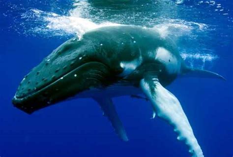 Las ballenas hacen sonidos bajo el agua para cooperar en la caza ...