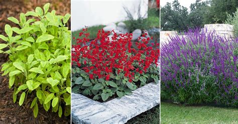 16 Best Types of Sage Varieties to Grow in Your Garden