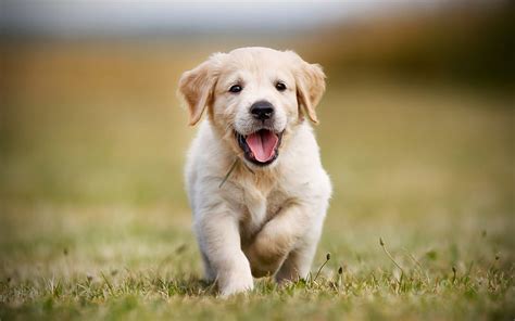 Golden Retriever, puppy, labradors, running dog, dogs, pets, cute dogs, small labrador, HD ...