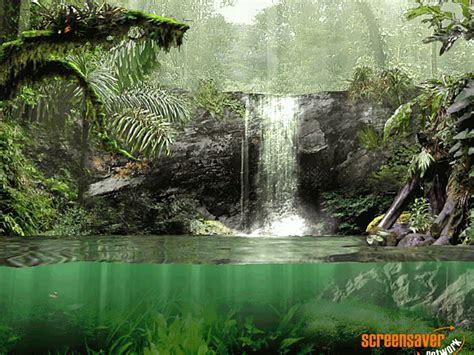 Fascinating Rainforest Screensaver for Windows - Screensavers Planet