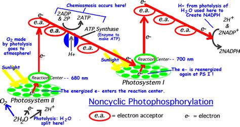 Review of the Light Dependent Reactions