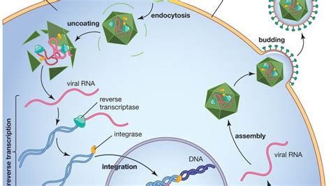 retrovirus | Definition, Examples, Diseases, Replication, & Facts ...