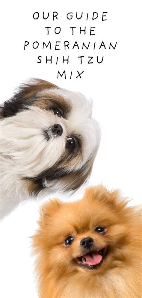 Mix Breed Dogs Archives - The Happy Puppy Site | Shih tzu mix, Shih tzu ...