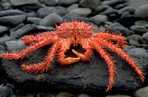 King Crab | Animal Wildlife