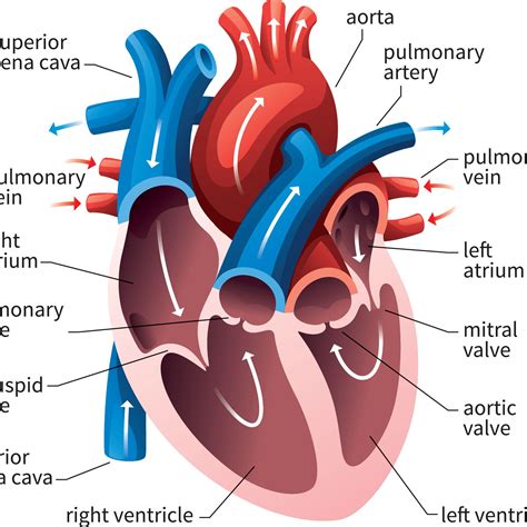 Frog Heart Anatomy