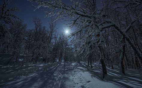 Night Winter Forest Wallpapers - Wallpaper Cave