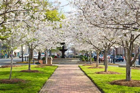 Cherry Blossom Festival 2024 Macon Ga - Cara Benedetta