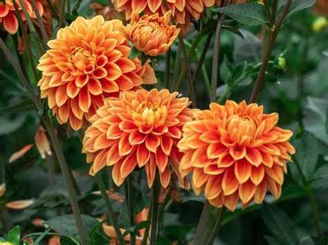 Wallpaper Orange dahlia flowering 1920x1440 HD Picture, Image