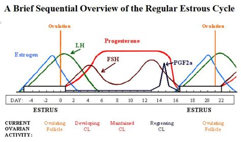 The Length of Estrus in Mares - NexGen Pharmaceuticals