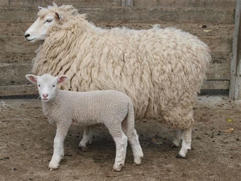 Ewe and Lamb stock image. Image of mammals, yards, wool - 7566177