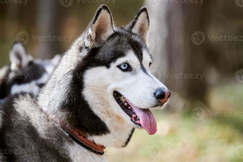 Siberian Husky dog profile portrait with black gray white coat color ...