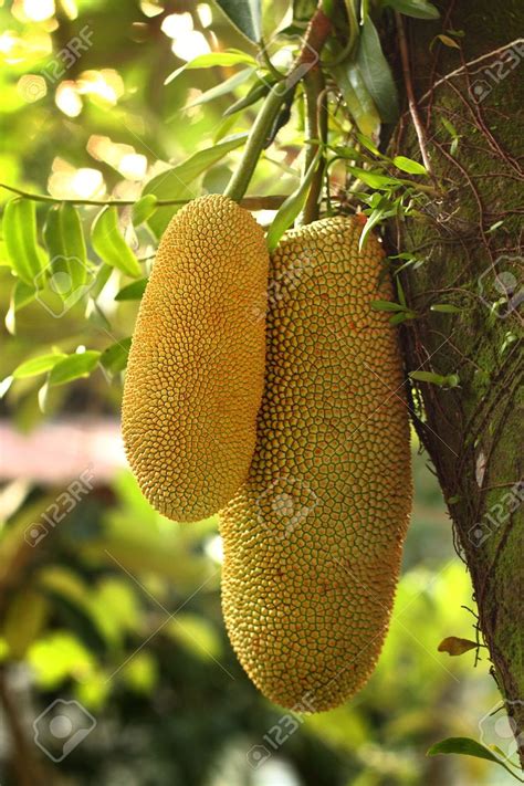 Cempedak, the smaller cousin of the well-known, jackfruit | Jackfruit plant, Jackfruit, Fruit ...