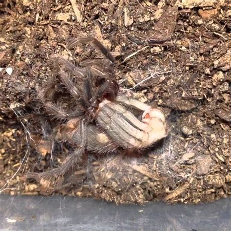 Time Lapse of tarantula molting - YouTube