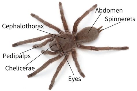 Spider anatomy - Spidentify