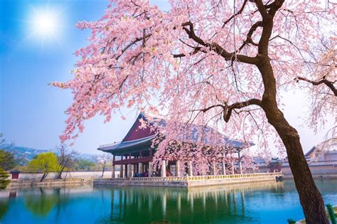 Premium Photo | Gyeongbokgung palace with cherry blossom tree in spring time in seoul city of ...
