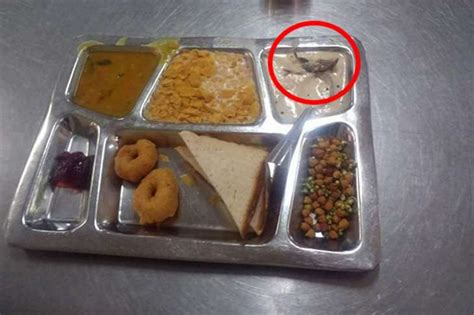 IIT Delhi sacks mess worker after dead rat found in food | India News ...