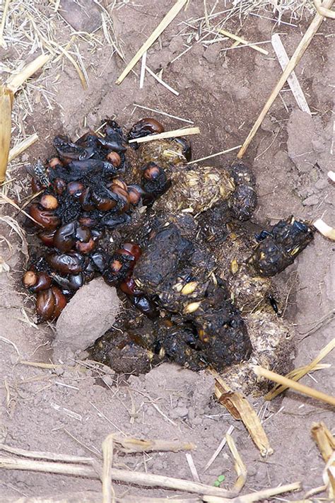 How to identify animal droppings - Discover Wildlife