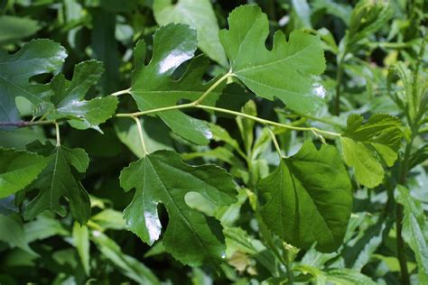 Morus alba (Moraceae) - leaf - showing orientation on twig