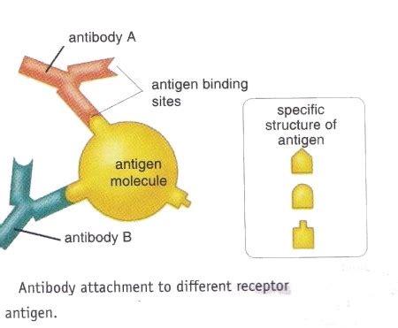 2013 The Components Of Immune System Are macrophage, Lymphocyte And ...