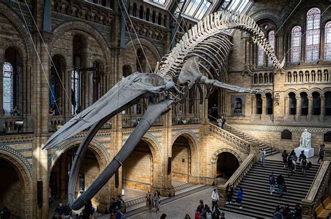 Blue whale Skeleton in Natural History Museum - Ed O'Keeffe Photography