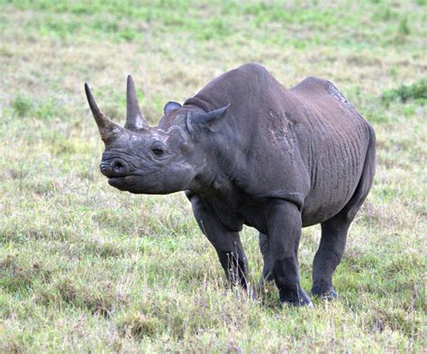 Black Rhino | Not Yet Extinct