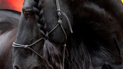 🔥 [70+] Friesian Horse Wallpapers | WallpaperSafari