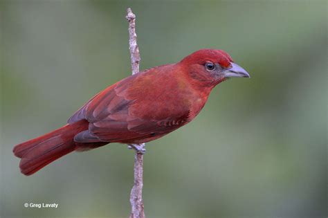 Hepatic Tanager - ID, Facts, Diet, Habit & More | Birdzilla