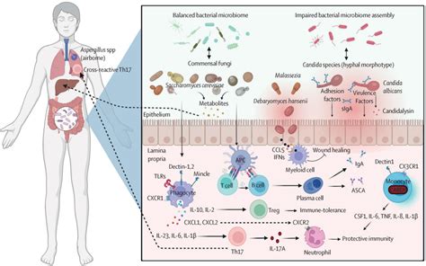 The gut mycobiome in health, disease, and clinical applications in ...