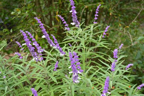 Mexican Salvia - Fall Blooming, Deer & Drought Resistant