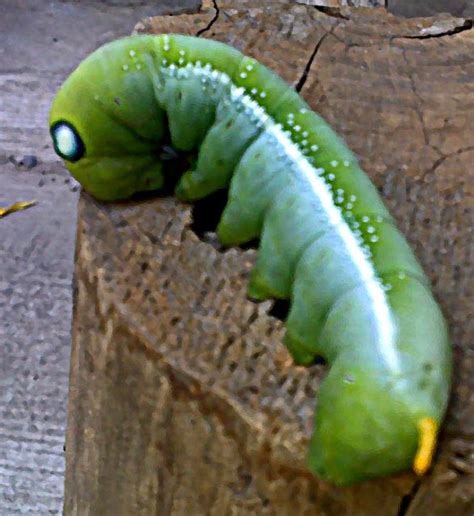 Stock Pictures: Green caterpillar images