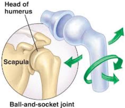 Ball And Socket Joint Diagram - alternator