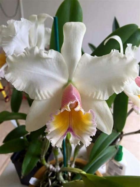 Pin de ALCIONIRA Peggau en Orquídeas | Flores exóticas, Planta orquidea ...