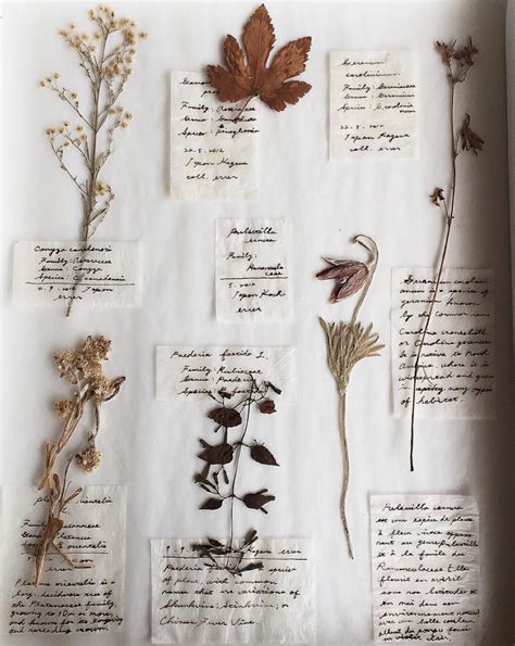 Plant Journal, Nature Journal, Field Journal, Aesthetic Indie, Beige ...