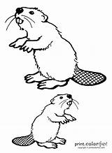 Beaver Coloring Pages Sketch Page sketch template